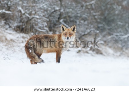 Red fox in wintertime, a white landscape and a beautiful fox in the picture