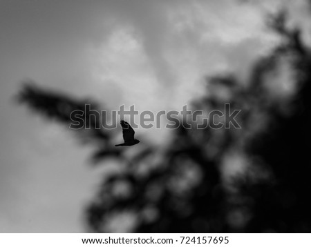 Hawk with Tree and Sky - Black and white photograph of a hawk flying across a sky with clouds and some trees in the foreground.  Selective focus on the hawk.  