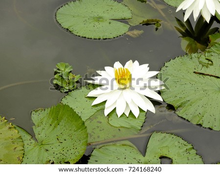 White lotus blooming in the morning light with its big green leaf.