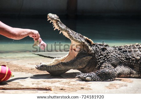 Crocodile show