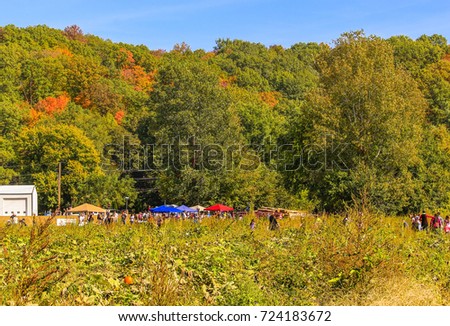 People picking pumpkins on the field during a Pumpkin Festival; Colorful woods in the background; Missouri, Midwest