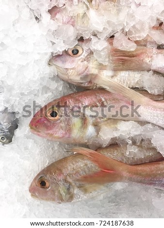 Fresh Nile tiapia fish or Oreochromis niloticus mossambicus Putting a row on little ice in seafood fresh market.