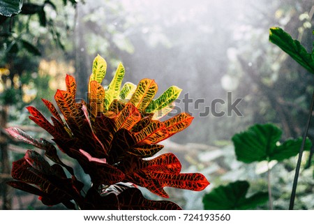 Background tropical garden with leaves and plants
