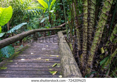 Old Wood bridge in Nature walk