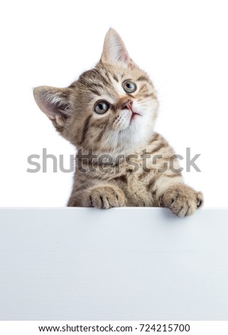 Funny kitten peeking out of a blank cardboard, isolated on white