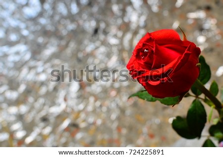 Close up picture of the red rose, popular flower of love, media to know falling in love.