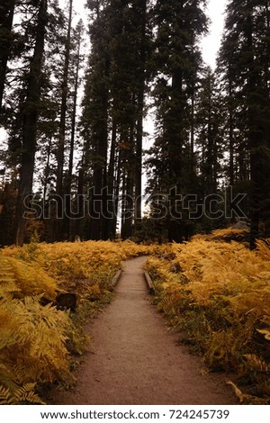 path of fall leaves at sequoia national park