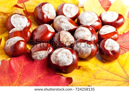 Many ripe chestnuts on red and yellow autumn leaves, autumn mood

