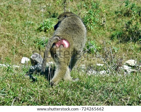 Baboon on the Hunt                               