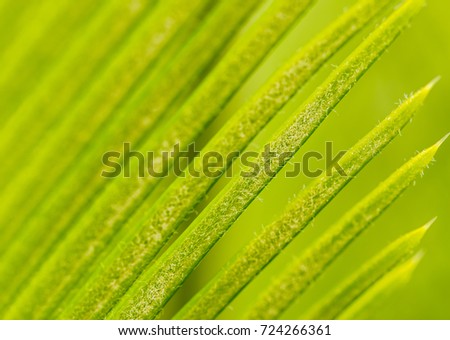 Cycad leaves with green background
