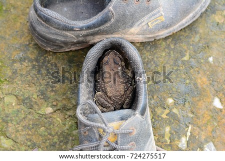 a toad in an old safety shoes on dirty cement ground