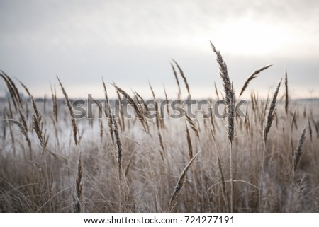 Photo of wild wheat spikelets in field.