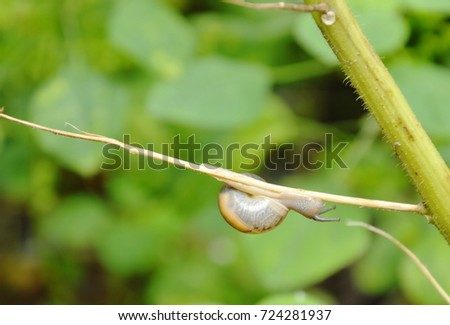 snail hanging on ivy branch in garden