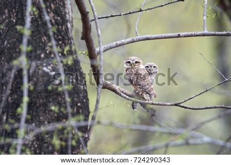 Two wild Spotted Owlets, Athene brama, small owl with yellow eyes, perched on branch in indian forest  on the beginning of wet season. Spotted Little Owl in its natural environment. Ranthambore park.