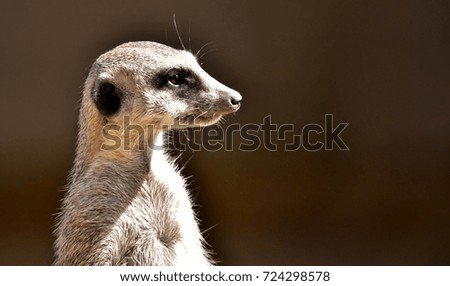Close up of a meerkat standing guard