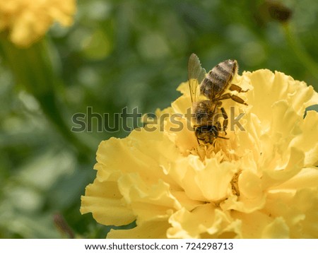 Macro of Bee close up on yellow  flower collecting  pollen in nature. Shallow depth of field