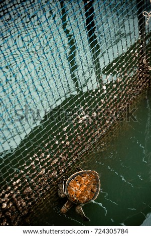 Sea turtles in cages in Thailand