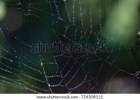 spider web with mroning dew on it.
