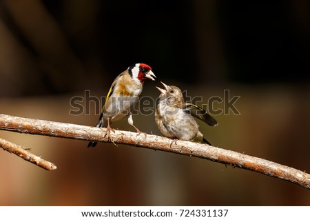 An European goldfinch feeding its fledgling