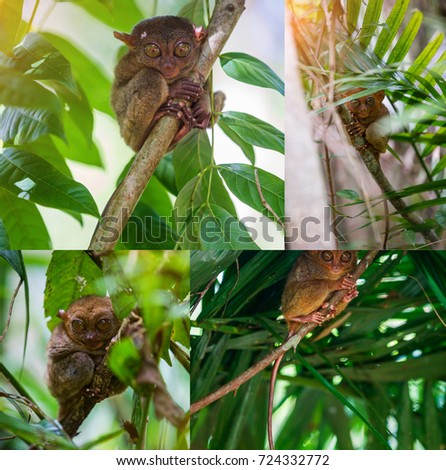 Collage of images Tarsier Tarsius Syrichta , Bohol, Philippines, closeup portrait, sits on a tree in the jungle.