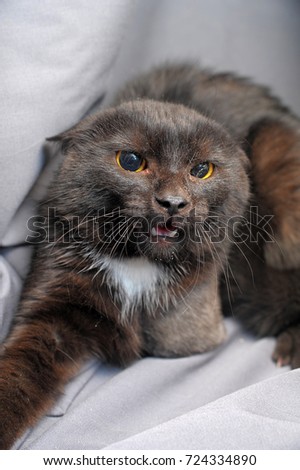 Angry frightened cat clutching his ears