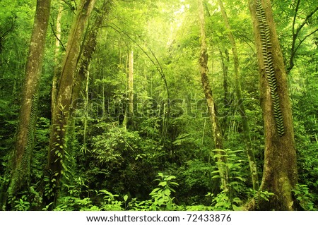 Tropical Rainforest Landscape, Malaysia, Asia Royalty-Free Stock Photo #72433876