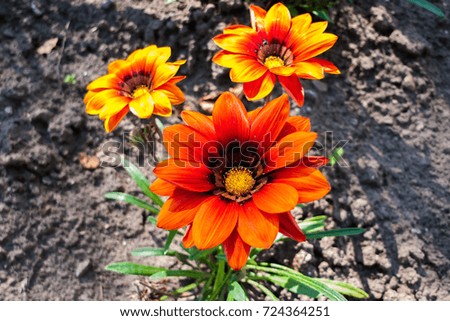 Lovely garden red and orange flowers