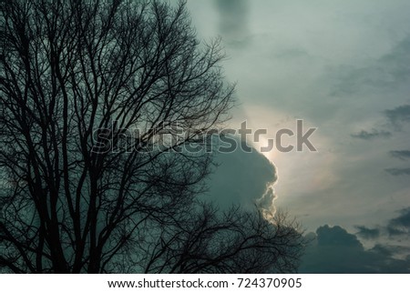 silhouette tree  with dark sky background