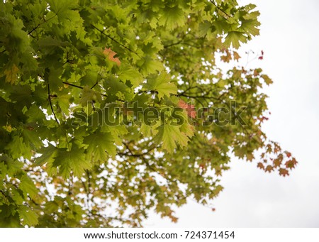 Colorful Fall Leaves Tree with Sky Background Natural Light Selective Focus