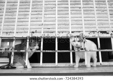 Like in the prison. Two cats on the windowsill. Bad cat, bandit pets concept.  Black and white picture of young kittens.  Peeking cats like in the prison. Abandoned and homeless animals concept.