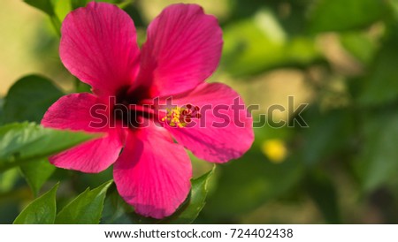 Close-up of one red Hibiscus flower growing in the garden.