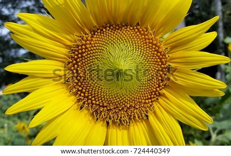 big sunflower on the center of the picture