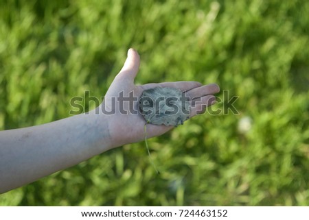 A child's hand holds a green leaf of an aspen tree carefully against a lawn background with green grass in a forest, park. Summer texture. The concept of conservation of ecology for future generations