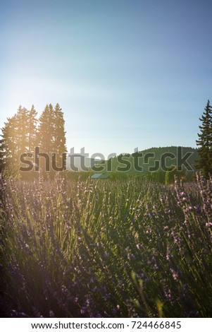 Lavender flowers in a field in Oregon, near the golden hour at sunset on a summer day. Filter applied to photo for artistic effect