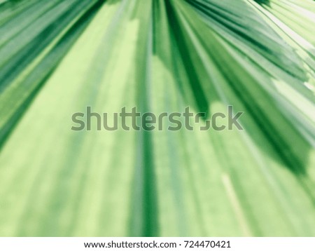The leaves of a kind of palm tree in ornamental garden.