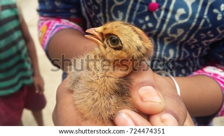 Chicken held in hands- vegan concept