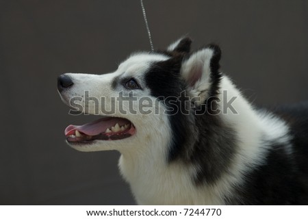Picture of a piebald siberian husky head