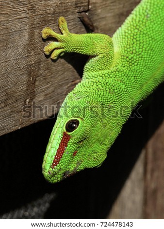 Madagascar Gecko