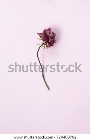 Top view of dried rose on pink background