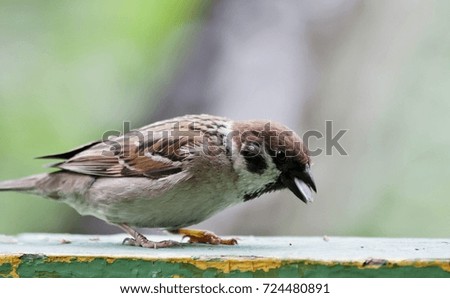 Sparrow sits on the Board and looks at the photographer, summer, South Ural