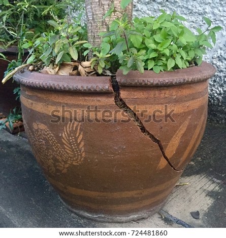The Pot is Broken Because the Plants and the Tree inside Grow Faster and Over Size. Royalty-Free Stock Photo #724481860