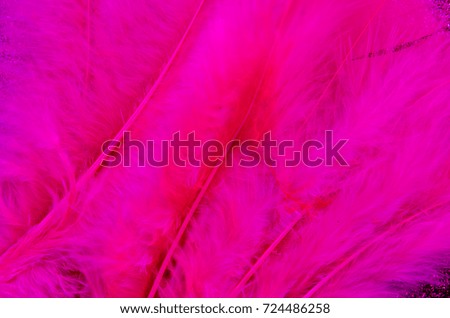 Pink feathers for a background image.