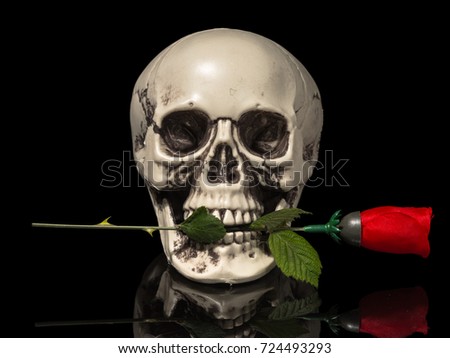 Human skull with red rose flower in teeth on black isolated background. Halloween decoration.