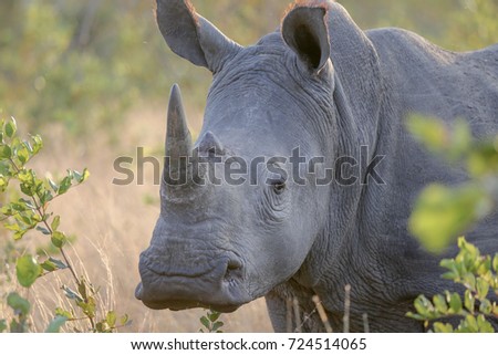 White Rhino in Kruger National park
