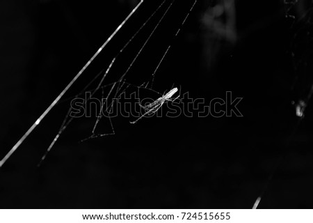  black and white photo of spider hanging from the bottom of it's spider web over water 