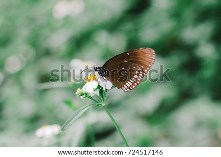 butterfly on flower. It consumes pollen from the flower.