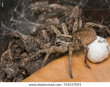 Spider Hogna radiata with her egg sack