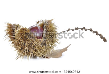 chestnut in shell isolated on white background