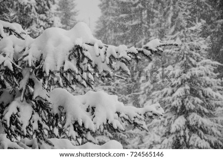 Winter forest. Winter fairy tale. The forest is covered with snow. Black and white photo. Beautiful winter forest. Branches of trees covered with snow
