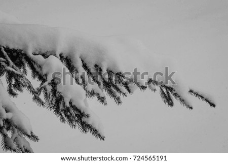 Winter forest. Winter fairy tale. The forest is covered with snow. Black and white photo. Beautiful winter forest. Branches of trees covered with snow
